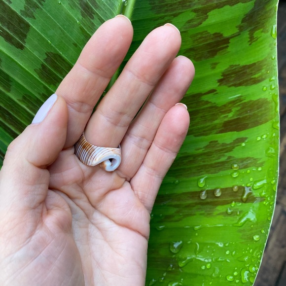 Seashell glazed ring - Picture 3 of 6